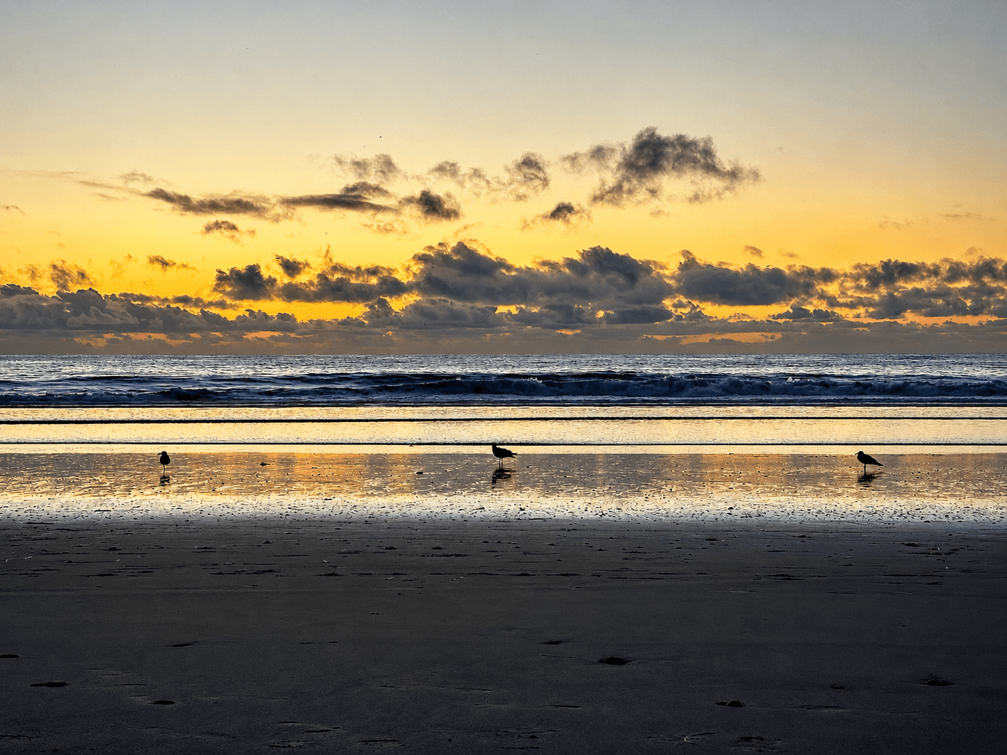 The beach at sunset overlooking the ocean with three birds.